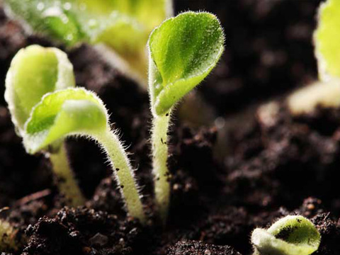 土壤治理修复改良还原铁粉